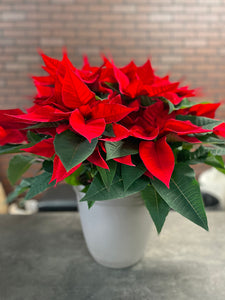 10" Poinsettia