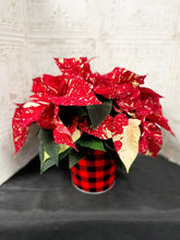 Load image into Gallery viewer, 6&quot; Poinsettia
