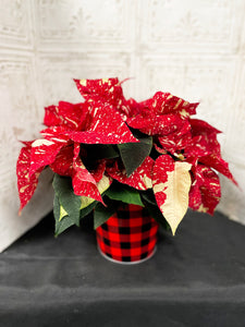 6" Poinsettia