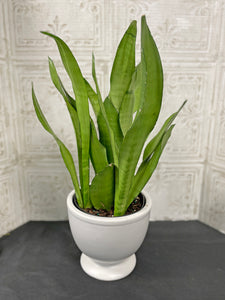 6" Moonlight Sansevieria - MANDY'S PICK