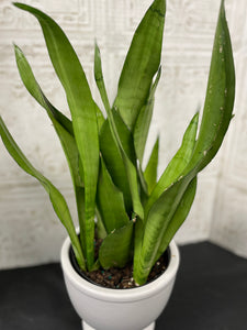 6" Moonlight Sansevieria - MANDY'S PICK