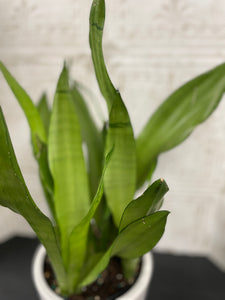 6" Moonlight Sansevieria - MANDY'S PICK