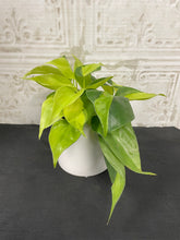 Load image into Gallery viewer, 4&quot; Hanging Philodendron
