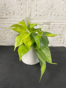 4" Hanging Philodendron