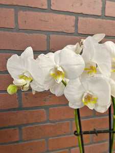 White Orchid Plants