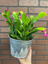 Load image into Gallery viewer, Christmas Cactus
