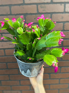 Christmas Cactus