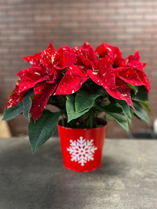 6" Poinsettia