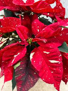 6" Poinsettia