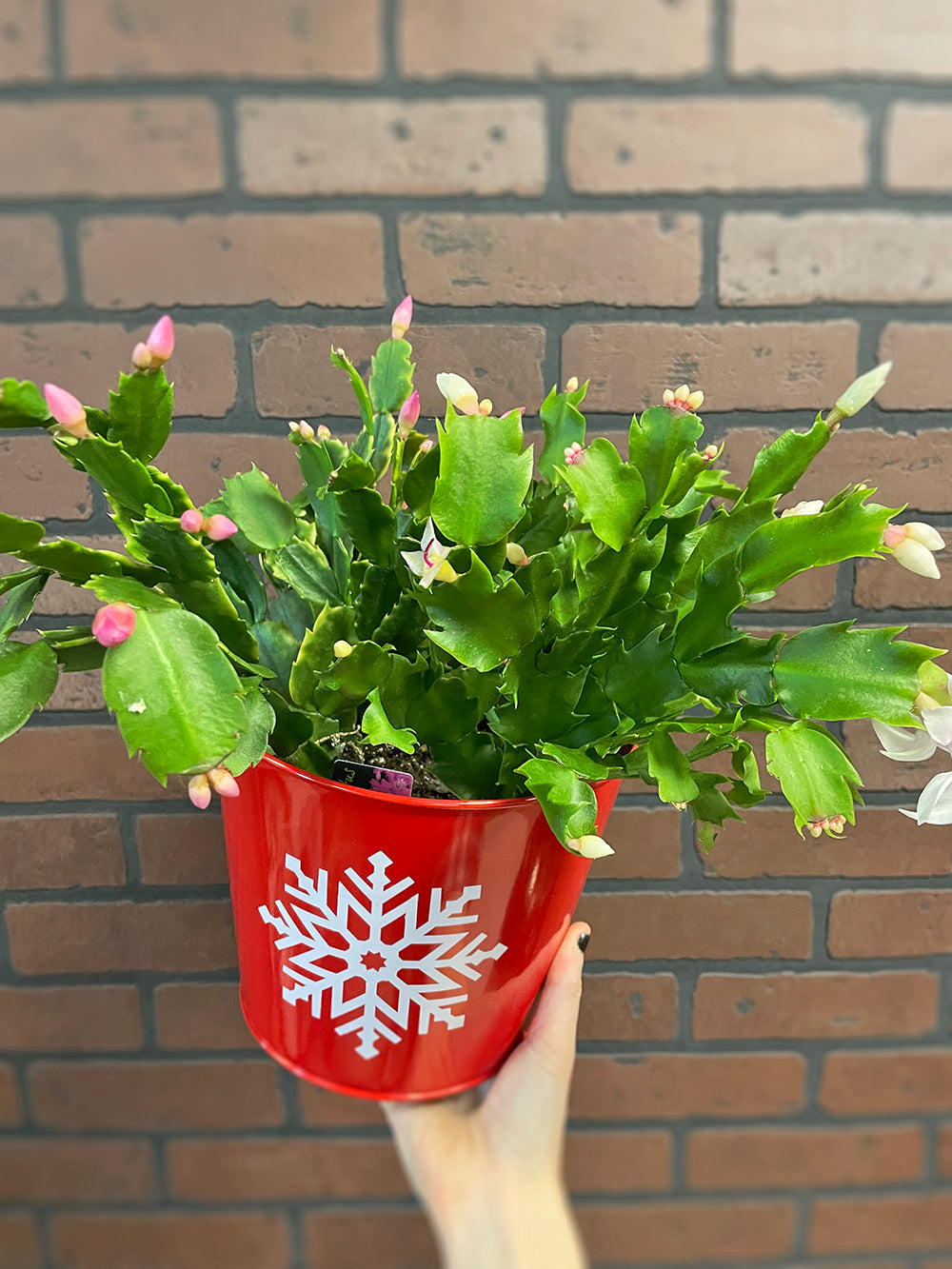 Christmas Cactus