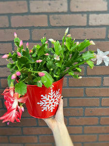 Christmas Cactus