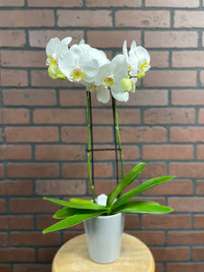 White Orchid Plants