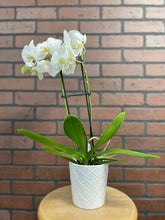 Load image into Gallery viewer, White Orchid Plants
