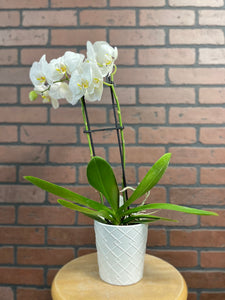 White Orchid Plants