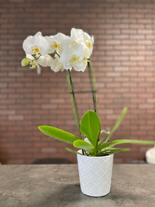 White Orchid Plants